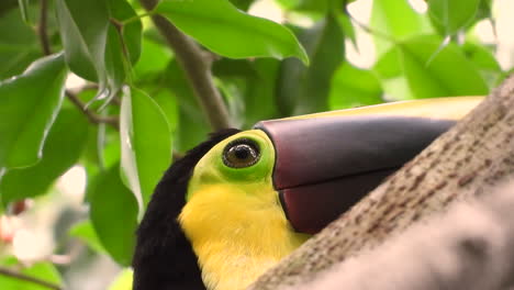 close-up-of-Chestnut-Mandibled-Toucan-perched-on-a-branch-watching-below