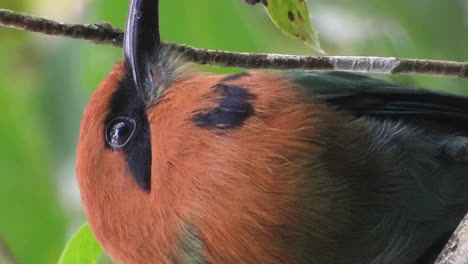 Close-Up-View-Of-Broad-Billed-Motmot