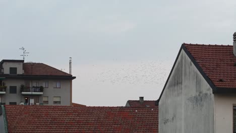 Mysterious-birds.-Flock-of-birds-above-the-city