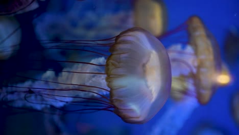 Video-Vertical-De-Grandes-Medusas-Amarillas-Con-Tentáculos-Rojos-Y-Blancos-Nadando-En-Un-Fondo-Azul
