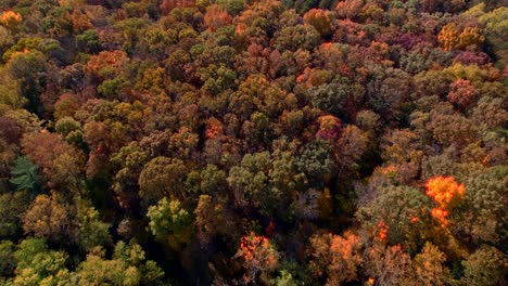 Forest-during-foliage-season.-Aerial-forward-tilt-up-reveal