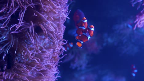 Vertikales-Video-Eines-Clownfisches,-Der-In-Einem-Aquarium-über-Korallen-Und-Anemonen-Schwimmt