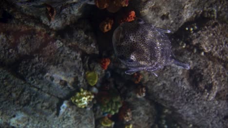 Vertikales-Video-Mit-Einem-Kugelfisch-Bewegt-Sich-Auf-Die-Kamera-Zu-Und-Schwimmt-Im-Aquarium,-Wo-Im-Hintergrund-Korallen-Zu-Sehen-Sind