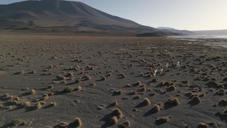 Alpacas-Walking-in-Altiplano-Land,-Bolivian-Salt-Lake,-Wild-Animals-in-Natural-Habitat,-Laguna-Colorada,-South-America