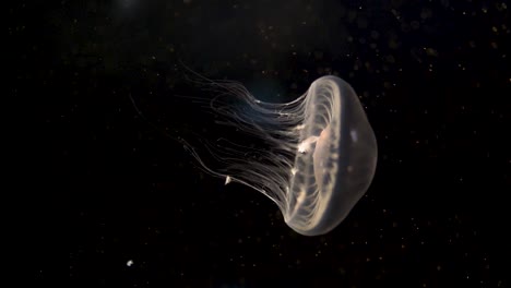 Video-Vertical-De-Una-Hermosa-Medusa-Blanca-Nadando-En-Un-Fondo-Negro