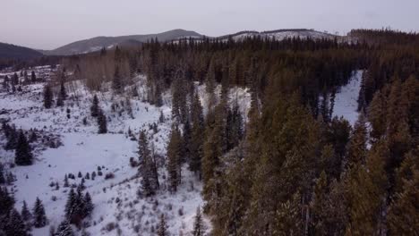 Flying-low-with-drone-over-winter-forest-in-Alberta,-Canada