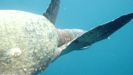 Moving-plane-towards-swimming-turtles,-aquatic-camera