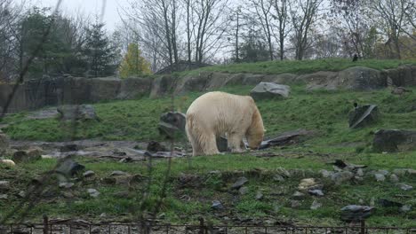 Polar-bear-eating-food-on-the-green-grass-in-the-zoo