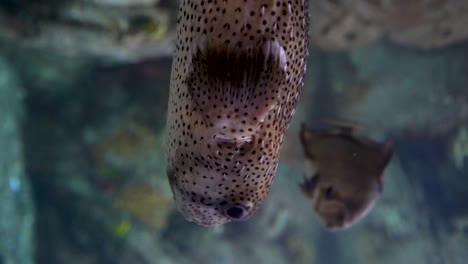 Vertical-video-with-blowfish-swims-in-the-foreground-through-the-camera,-while-other-fish-are-swimming-in-the-background-in-an-aquarium-full-of-corals-and-colors