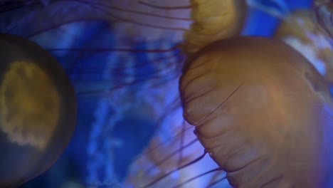 Video-Vertical-De-Grandes-Medusas-Amarillas-Con-Tentáculos-Rojos-Y-Blancos-Nadando-En-Un-Fondo-Azul