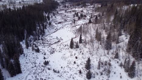Volando-Con-Drones-Sobre-Bosques-Invernales-En-Praderas-En-Canadá