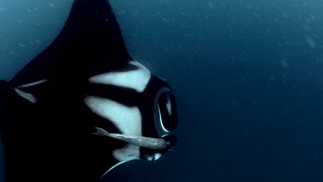 Detailed-general-plane-of-manta-ray-in-the-sea,-aquatic-camera