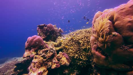 Unterwasser-Weitwinkel-Eines-Riffs-Mit-Fischen,-Korallen-Und-Pflanzen-In-Bali,-Indonesien
