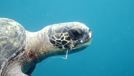 Sea-turtle-with-a-hook-in-its-mouth-swimming-in-the-sea,-underwater-camera-moving-shot