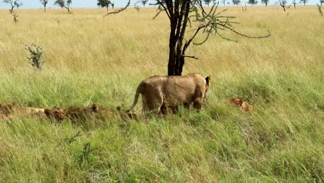 Group-of-lions-rest-in-the-shade-of-a-tree-in-the-middle-of-a-field-covered-by-grass