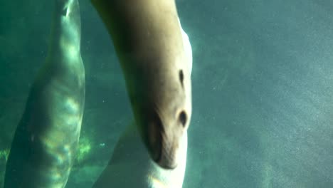 Vertikales-Video-Des-Kopfes-Einer-Robbe,-Die-In-Einem-Aquarium-Schwimmt,-Während-Andere-Robben-Im-Hintergrund-Schwimmen