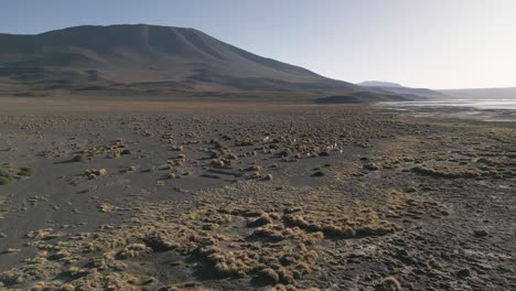 Drone-Aéreo-Volar-Sobre-Laguna-Colorada-Bolivia-Alpacas-Altiplano-Animales-Salvajes-Paisaje-En-América-Del-Sur-Destino-De-Viaje