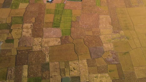 Scenic-top-down-aerial-view-of-farmland-ripe-paddy-pattern-during-harvest-season
