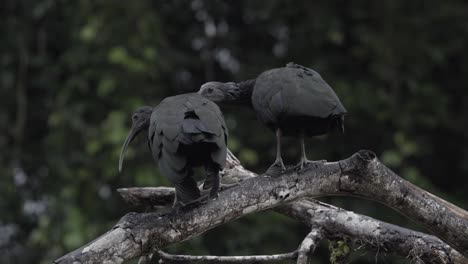 Pareja-De-Pájaros-Ibis-Verdes-Acicalándose-Unos-A-Otros-En-La-Selva-Costarricense,-Tiro-Estable-De-Cerca