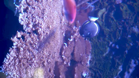 Doktorfische-Schwimmen-In-Einem-Aquarium-Mit-Farbigen-Korallen-Und-Anderen-Fischen-Herum,-In-Einem-Aquarium