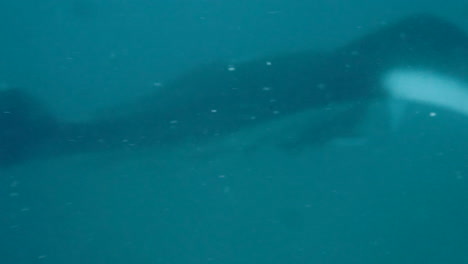 Detail-shot-of-manta-ray-in-the-sea,-aquatic-camera