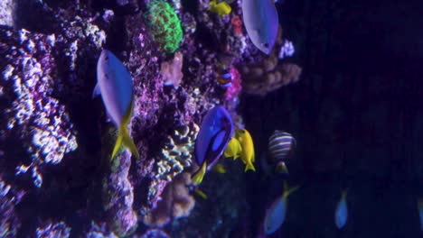 Vertical-video-with-regal-or-blue-surgeonfish-swimming-in-a-blue-aquarium,-next-to-other-yellow-fish,-colored-background-corals