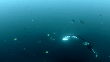 General-moving-shot-of-manta-ray-in-the-sea,-aquatic-camera
