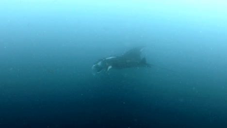 General-open-shot-manta-ray-in-the-sea,-aquatic-camera