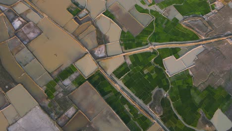 Aerial-view-of-agricultural-farmland-field-texture-in-Bangladesh