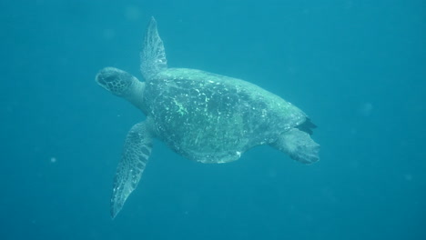 Moving-plane-towards-swimming-turtles,-aquatic-camera