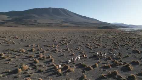 Group-of-Alpacas-Walk-in-the-Andean-Bolivian-Desert-Laguna-Colorada-Aerial-Drone-above-Animals-and-Altiplano-Natural-Fauna-Reserve