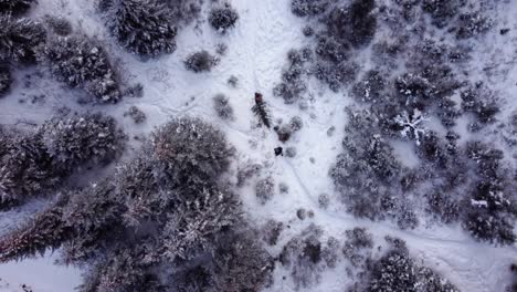Aerial-shot-of-two-men-walking-in-snowy-forest-with-christmas-tree