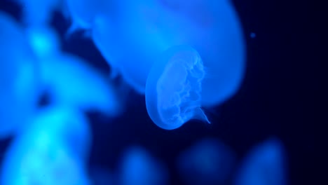 Video-Vertical-De-Una-Pequeña-Medusa-Azul-Nadando-Con-Otras-Medusas-De-La-Misma-Especie-En-El-Fondo