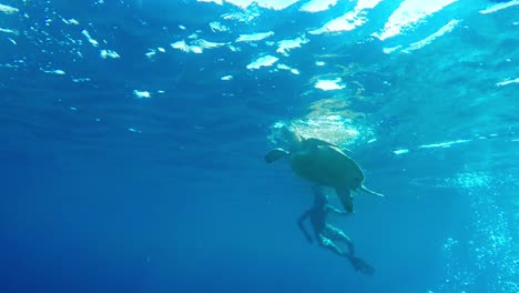 Large-sea-turtle-floating-up-to-the-water-surface-to-breath-oxygen-surrounded-by-tourist-snorkelling-with-flippers-and-bubbles-coming-from-deep-beneath-from-divers