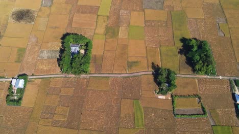 Rural-estates-surrounded-by-endless-plots-of-paddy-rice,-aerial-view