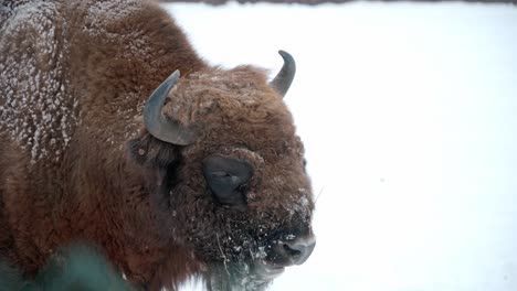 Adult-european-Bison-close-up-covered-of-snow
