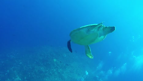 Close-up-of-sea-turtle-diving-down-slowly-towards-the-bottom-of-tropical-blue-ocean-bed-towards-scuba-divers-on-the-sea-bed