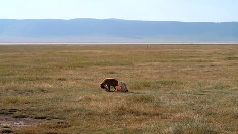 Panorama-shot-of-a-lone-Hyena-eating-from-a-buffalo-carcass-in-Tanzania,-Africa