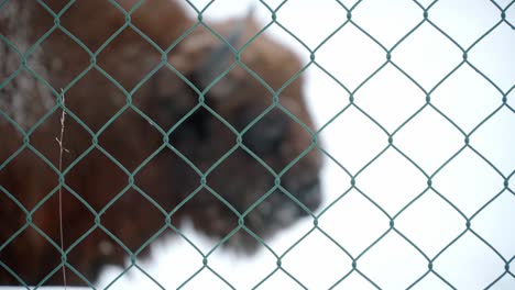 European-Bison-behind-a-fence,-endangered-species-in-captivity-for-introduction-into-the-wild