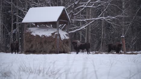 Grouo-of-three-wild-european-bison-in-the-forest-of-Bialowieca-national-park,-Poland-at-winter