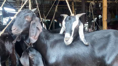 Herd-of-goats-tied-in-Bangladesh-farmland-barn