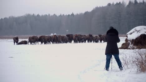 Wildlife-Photographer-taking-pictures-to-european-bison-in-the-forest-of-Bialowieca-national-park,-Poland-at-winter