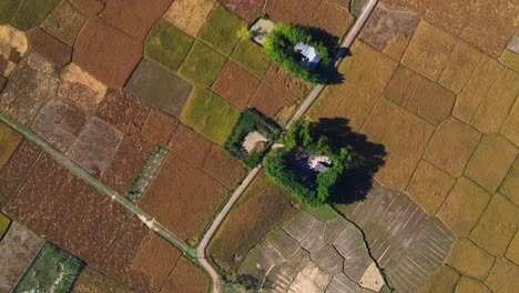 Rural-road-and-homes-surrounded-by-paddy-rice-fields,-aerial-top-down-view