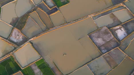 Flooded-rice-fields-of-Bangladesh,-aerial-top-down-view