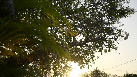 Sonnenlicht,-Das-Durch-Grüne-Baumblätter-Strahlt
