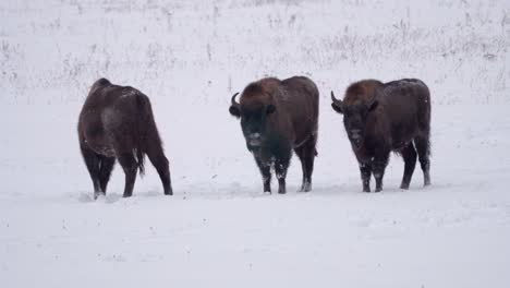 Grouo-of-three-wild-young-european-bison-in-the-forest-of-Bialowieca-national-park,-Poland-at-winter