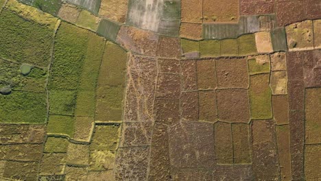 Many-land-plots-growing-rice-crops-in-Bangladesh,-aerial-top-down-view