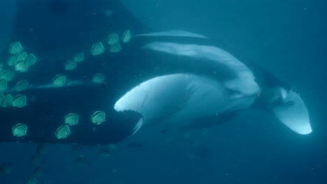 Moving-shot-of-manta-ray-in-the-sea,-underwater-camera
