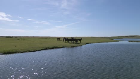 A-group-of-wild-horses-feeding-and-drinking-at-the-water's-edge-of-a-blue-river-on-a-clear-blue-day