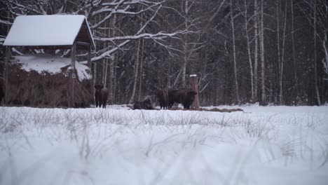 European-bison-in-the-forest-of-Bialowieca-national-park,-Poland-at-winter